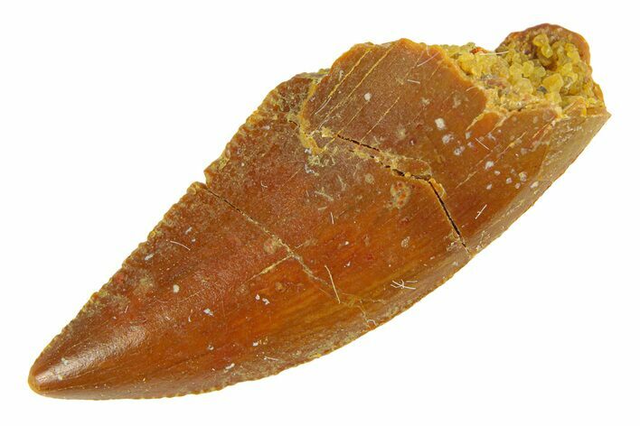 Serrated, Raptor Tooth - Real Dinosaur Tooth #294564